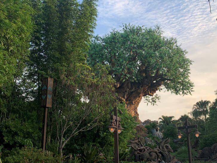 morning hours at disney